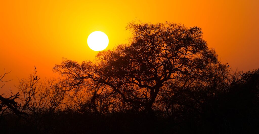 what is an african safari