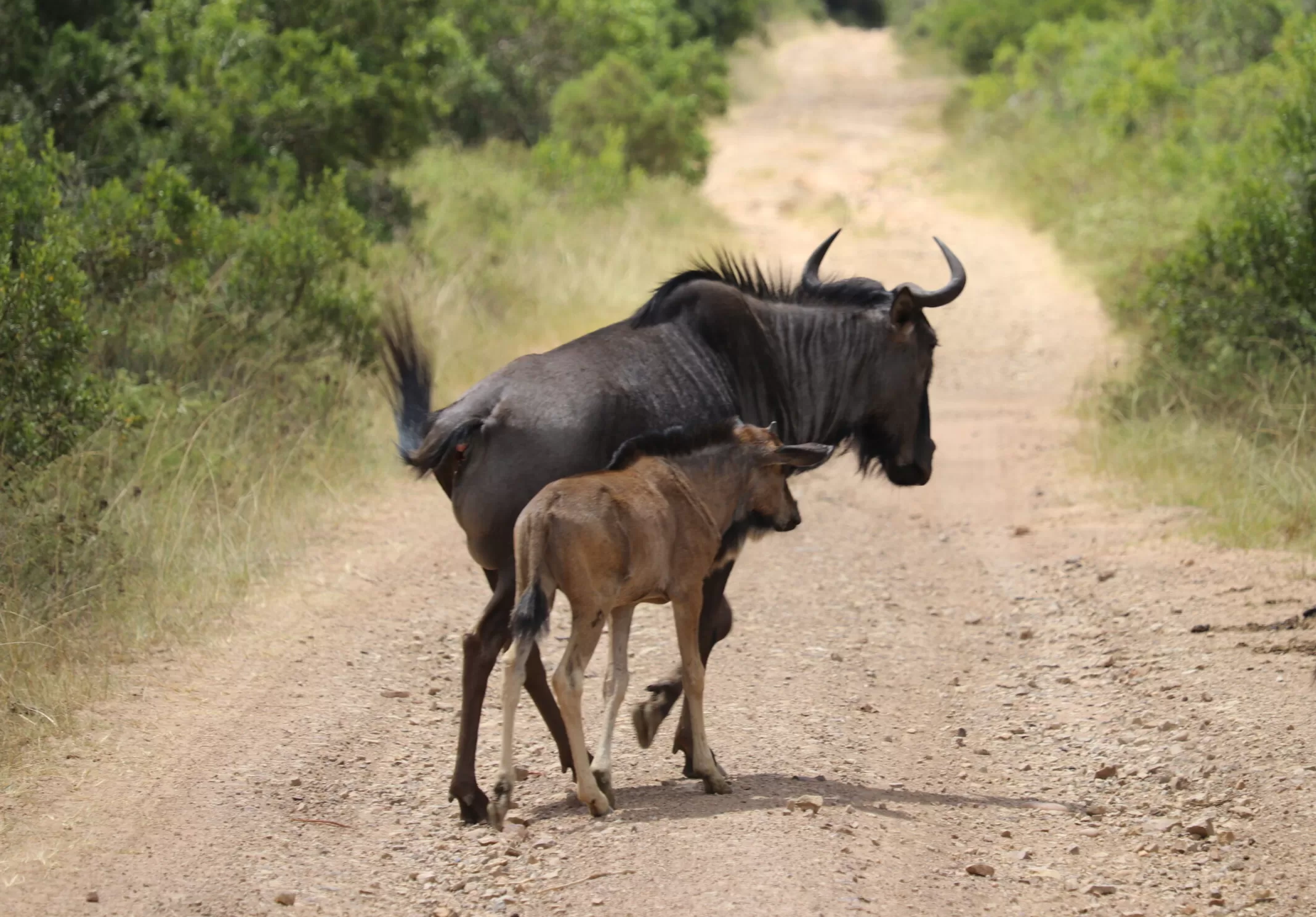 African Safari Packing List