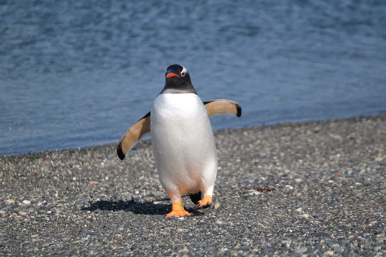 penguin in Argentina