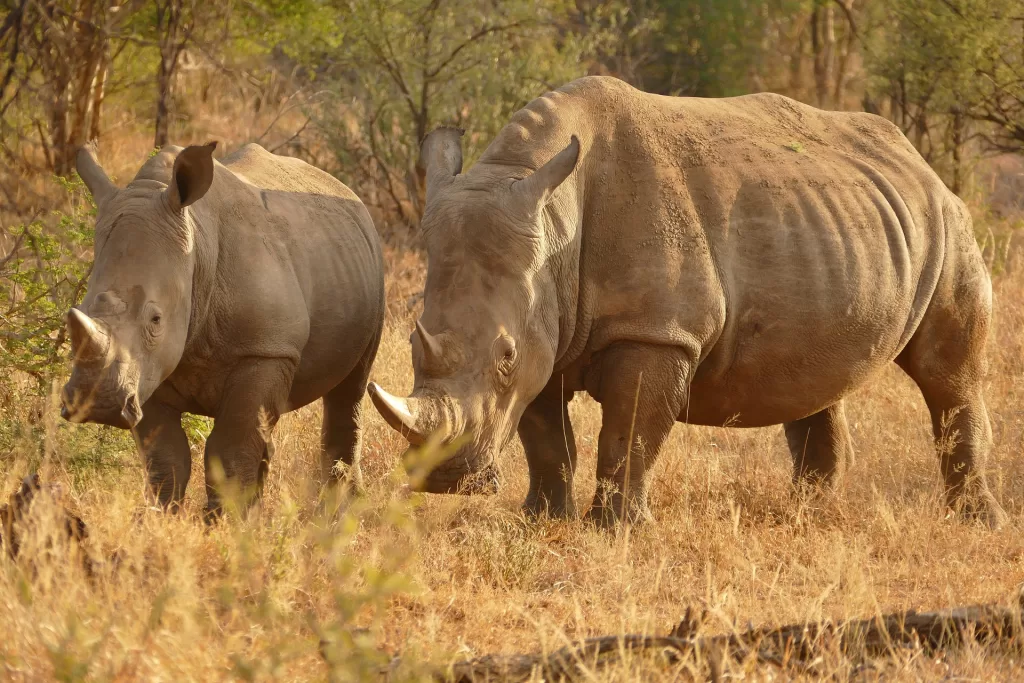 what is an african safari