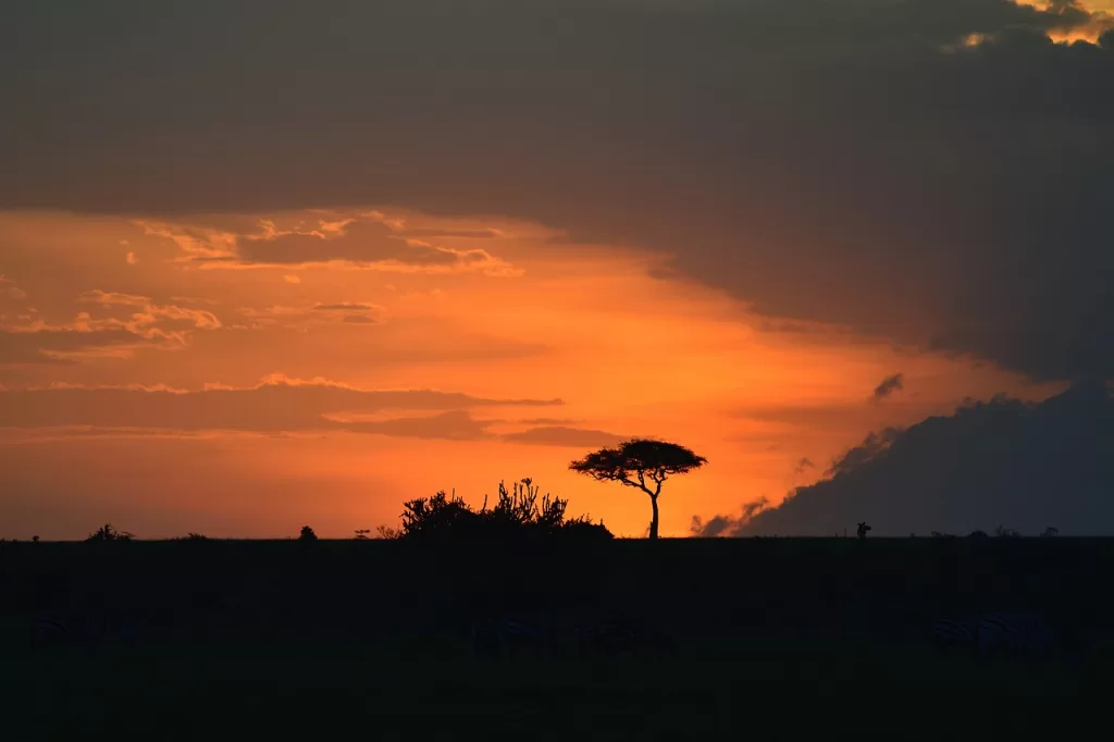 what is an african safari