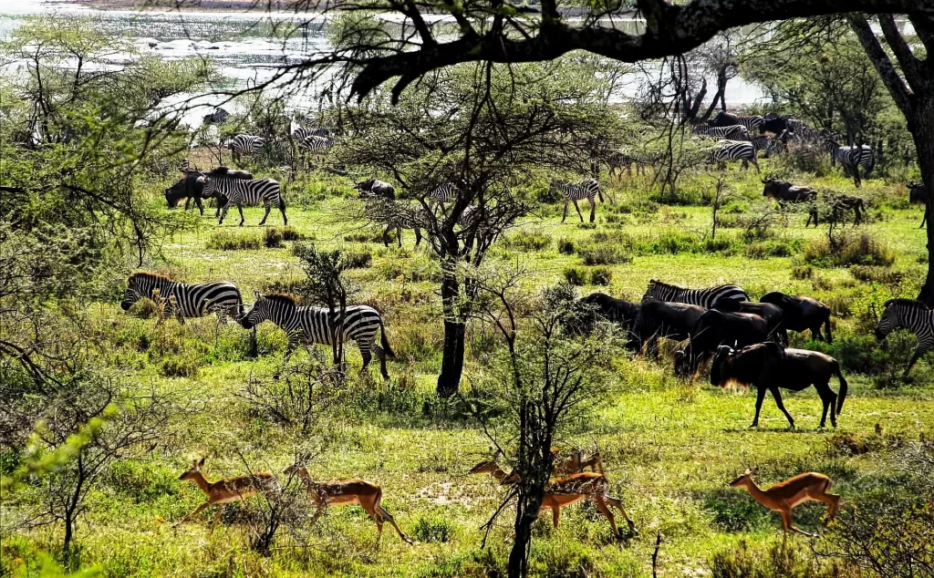 what is an african safari