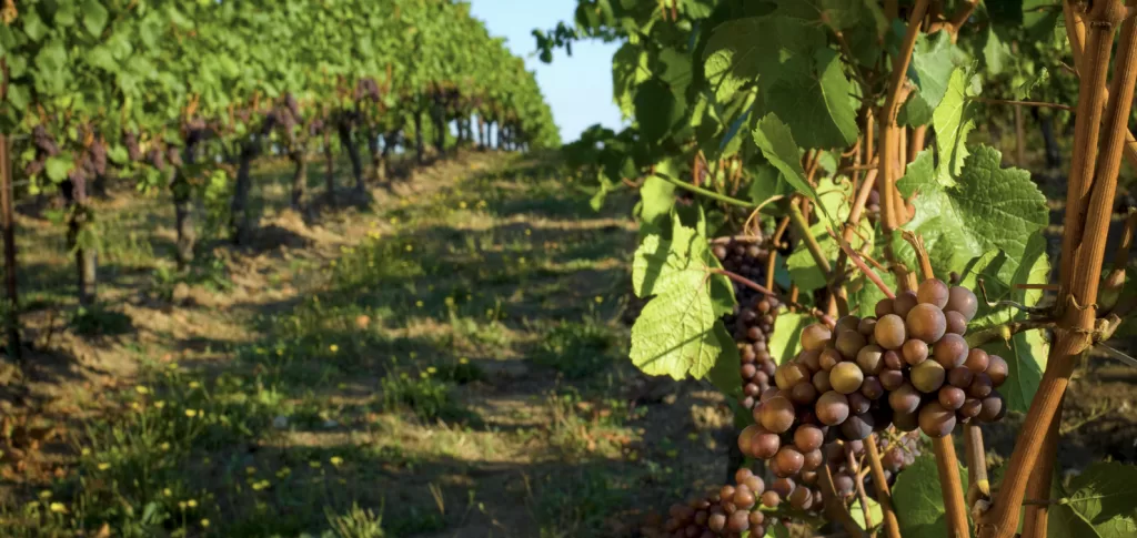 stellenbosch wineries