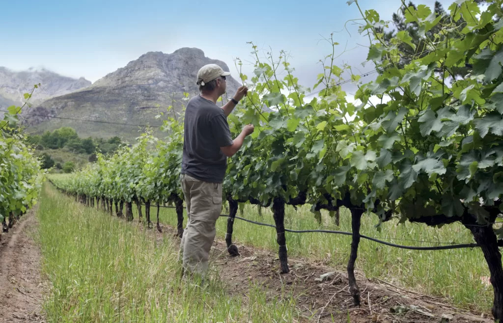 stellenbosch wineries