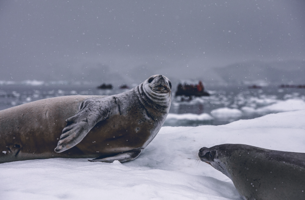 how much is a cruise to antarctica