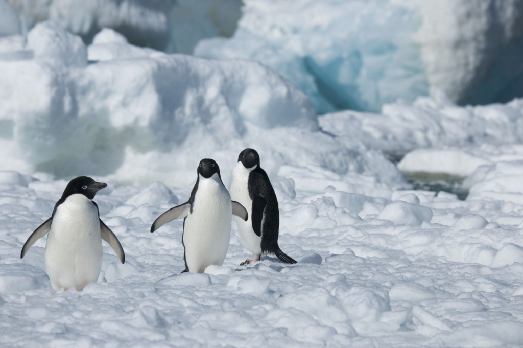 how much is a cruise to antarctica