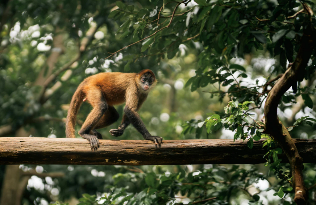 Costa Rica Adventure Travel Itinerary: The Ultimate Darecation Guide