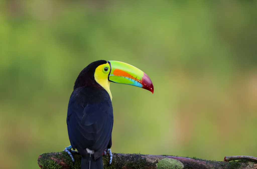 Costa Rica Adventure Travel Itinerary: The Ultimate Darecation Guide