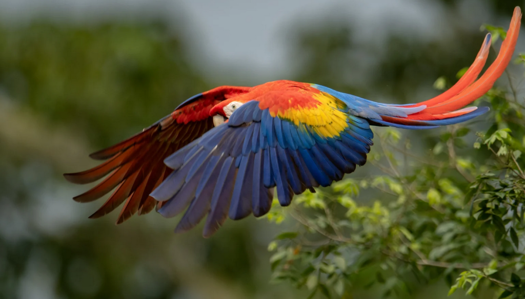 Plan the perfect Costa Rica adventure travel itinerary with zip-lining, rafting, surfing, and wildlife experiences—ideal for first-time darecations.